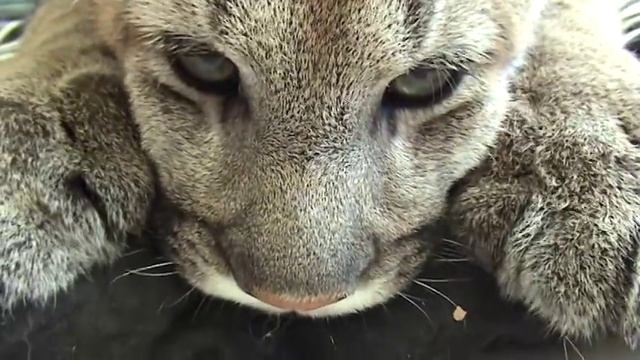 Purring Cougar Kneading & Sucking смотреть онлайн