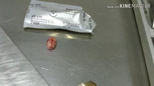 Выпадение защечных мешков у хомяка, Cheek pouch eversion in hamster