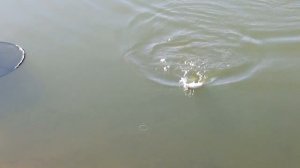 Ловля на фидер весной. Река Сура. / Мини-отчет 23,03,2017