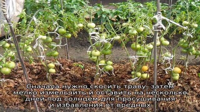 Чем мульчировать помидоры в теплице