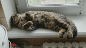 Табби макрель. НеАнгелы_Красная шапочка. Пою для своего красивого кота. Веселимся с котиком