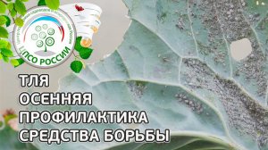 Тля. Осенняя профилактика и борьба с тлей в огороде на капусте.