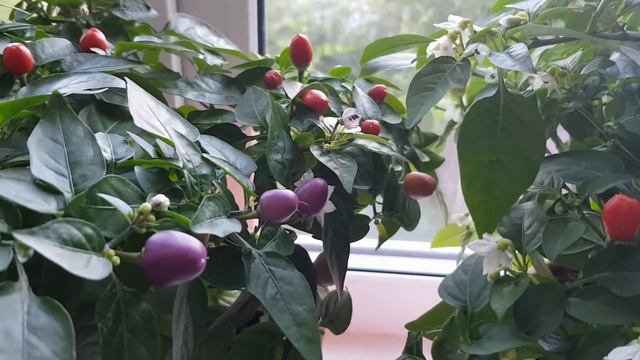 Страусиное яйцо. Скоро будем готовить вкусные блюда из страусиного яйца смотреть онлайн