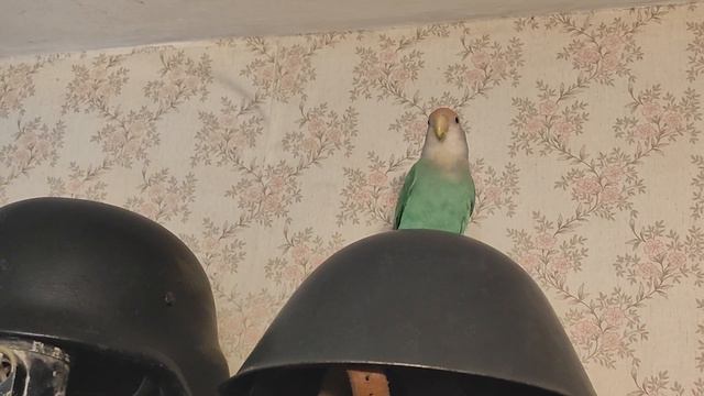 ПОПУГАЙ НЕРАЗЛУЧНИК ПОДАЕТ СИГНАЛЫ ОБ ОПАСНОСТИ | НЕРАЗЛУЧНИК КРИЧИТ смотреть онлайн