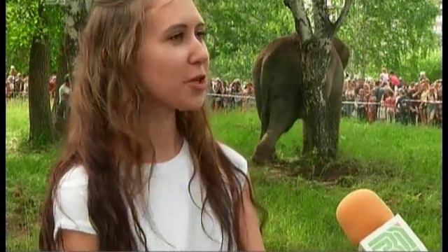 Гигантские слонихи вышли на прогулку в Сад Победы в Челябинске ВИДЕО