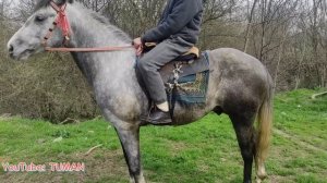 Конный рынок Лошадей. Чечня Грозный урус-мартан.26.03.2023г