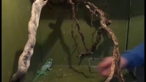 Что ест ящерица. Видео про ящерицу.