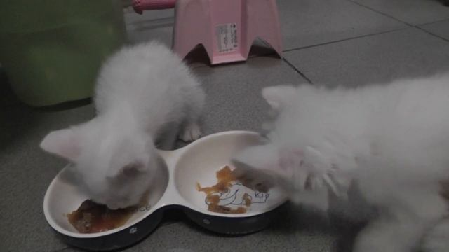 Котята кушают. 1.5 месяца. Котёнок смешно ворчит, когда ест. 1 часть.