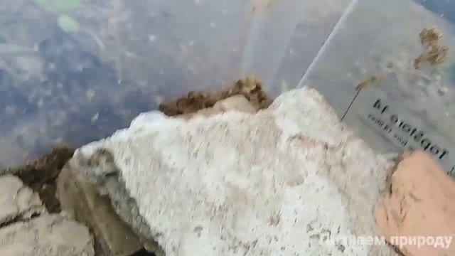 КАК СДЕЛАТЬ ПРАВИЛЬНЫЙ ТЕРРАРИУМ ДЛЯ ПРЫТКИХ ЯЩЕРИЦ