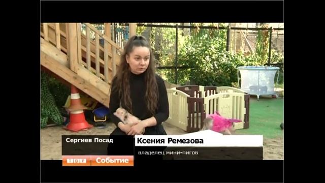 Птомник "Little pig" микропиги смотреть онлайн