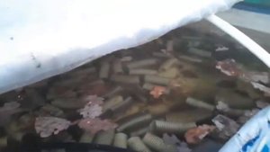 Где зимуют Австралийские раки? ))
