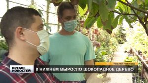 ДЕРЕВО КАКАО ВЫРОСЛО В НИЖНЕМ