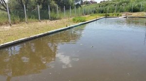 Пруд на дачном участке