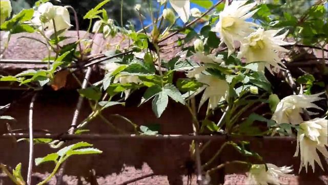 Цветущая многолетняя лиана-Княжик Лемон Дрим! Вертикальное озеленение. смотреть онлайн