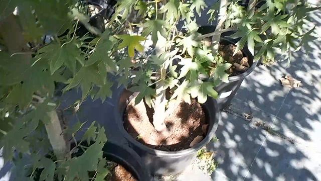 1000074170.mp4 смотреть онлайн