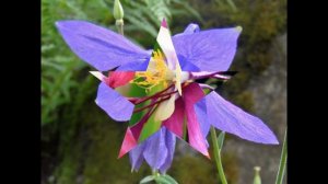 АКВИЛЕГИЯ,  или  ВОДОСБОР  (AQUILEGIA)  сем. Лютиковые