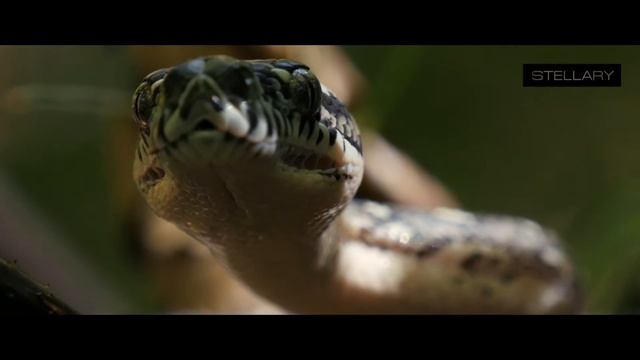 WILD BEAUTY Perfume HYPNOTIC смотреть онлайн