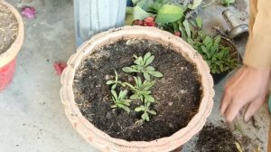 How to transplant Petunia Seedlings | Petunia Seadlin kub or kasay lagaian #flowers #garden #plants