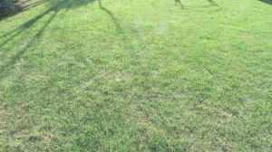 Сорняки на газоне!!! Как бороться? | Про Сад с Любовью