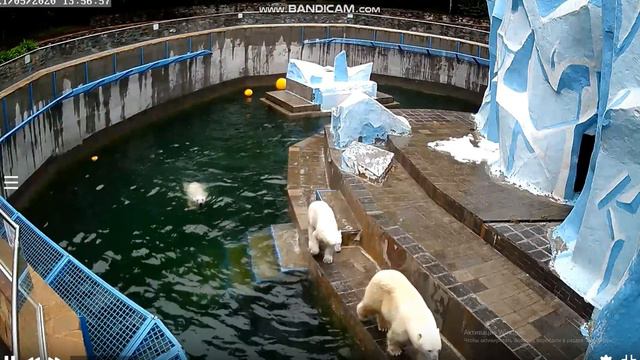 Медвежата устали и захотели отдохнуть 21.05.2020 смотреть онлайн