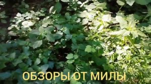 Ольга Уралочка и Сафар.