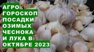 Агрогороскоп посадки озимого чеснока в октябре 2023  Agrohoroscope for planting winter garlic in Oct