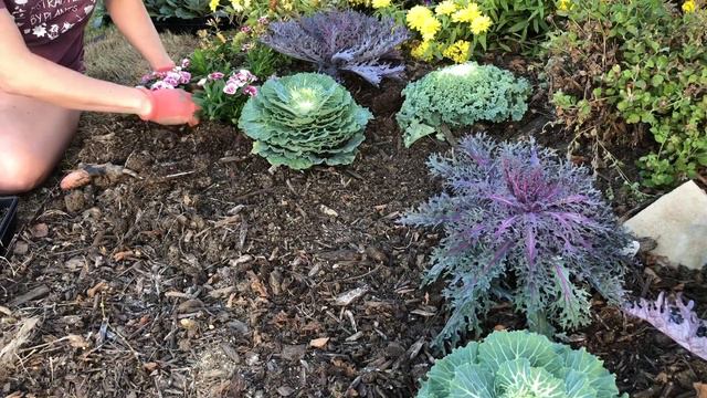 What Am I Planting In My Winter Garden? || 2020 Winter Flowers || She’s A Mad Gardener смотреть онлайн