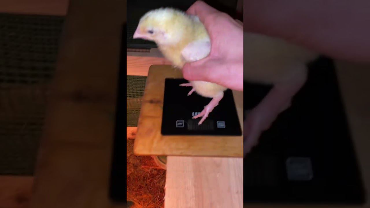 Пропойка бройлеров в комментариях смотреть онлайн