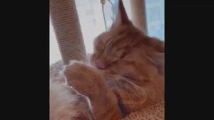 Одна из лучших пород кошек-Мэйкун)