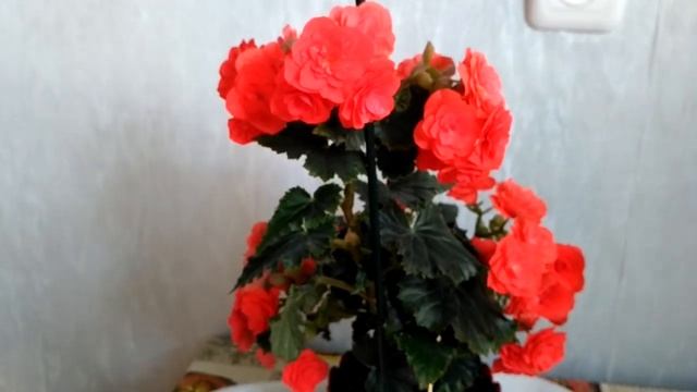 Бегония элатиор красавица вся в цветах! смотреть онлайн