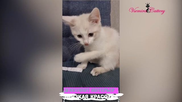 Клоди-кошечка с голубыми глазками. #голубоглазаякошка #котята #кошки #бенгальскаякошка