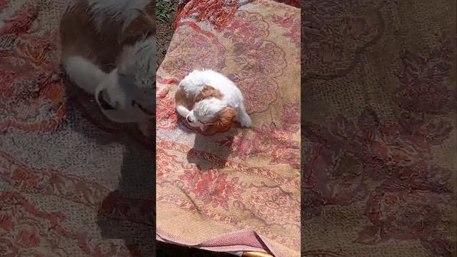 #ставрополь #мои #кавалеркингчарльзспаниель #мальтезе #шпиц смотреть онлайн