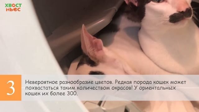 5 интересных фактов о ориенталах!