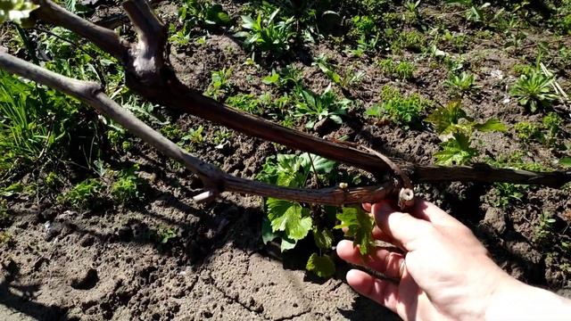 Как повысить урожайность "Дубовского розового" смотреть онлайн