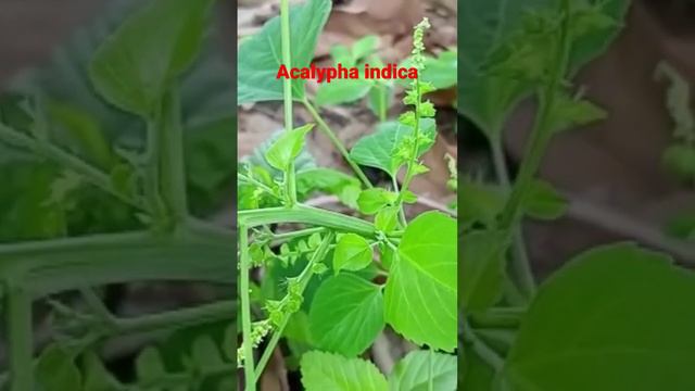 Acalypha indica is known as Indian Mercury plant. It is also known as Indian nettle.