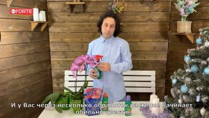 Ваша орхидея будет цвести круглый год | Уход за орхидеей. Bona Forte для орхидей. Красота и здоровь