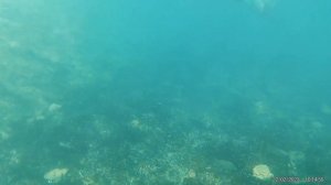 Пляж Наи Янг, коралловый риф рядом с пляжем