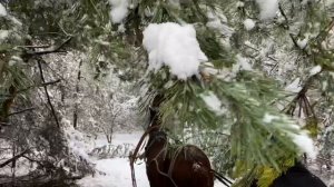 Прогулка на санях. Зима 2021, Полесье, Лунинецкий район.