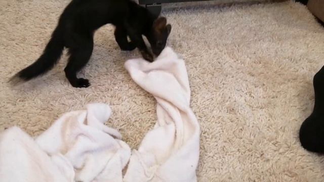 Кто в домике живёт? Домашний соболь Дика смотреть онлайн