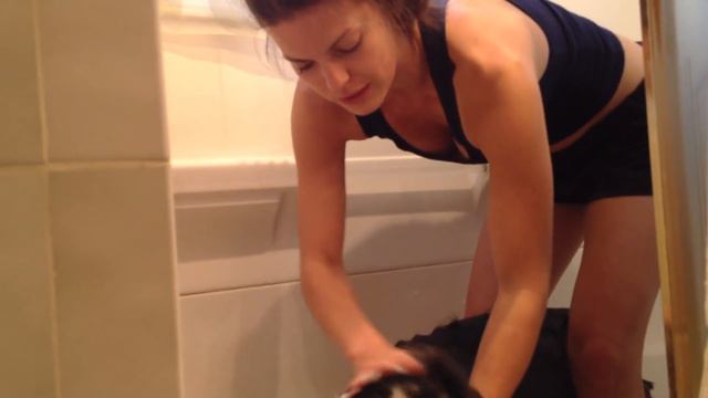 How to wash a dog - Australian Shepherd Style смотреть онлайн