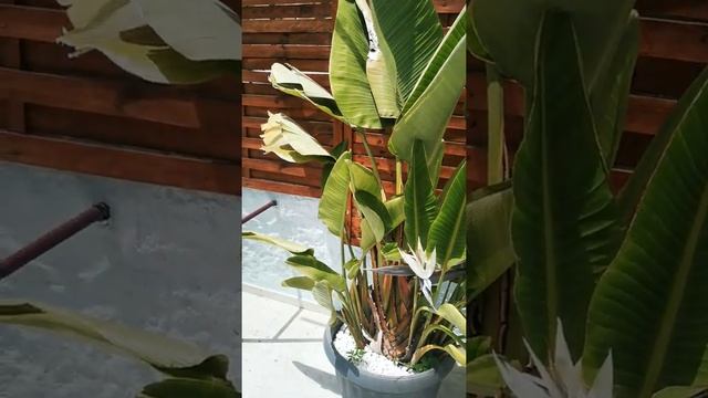My Strelitzia Nicolai - Strelitzia Augusta / white bird paradise in Athens Greece смотреть онлайн