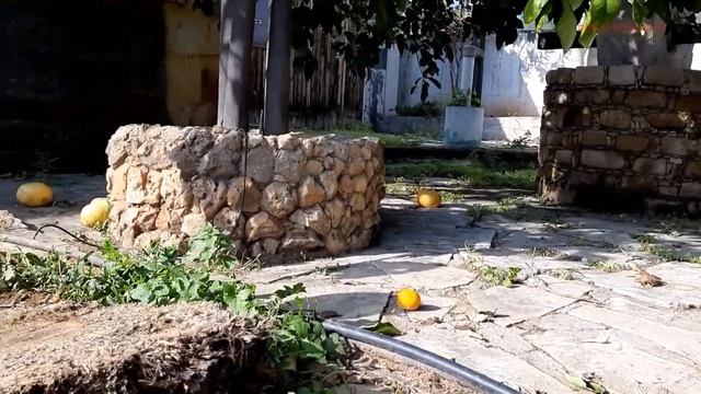 Фрукт помело. Плоды помело лежат на земле. Возьму один...