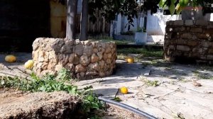 Фрукт помело. Плоды помело лежат на земле. Возьму один...