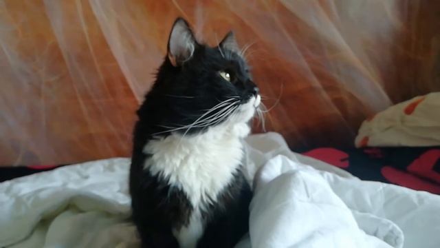 Без монтажа. Просто кот. Наглый кот. Которые мешает менять постельное белье / Bed linen change & ca смотреть онлайн