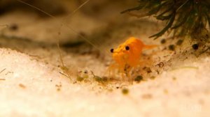 БОЛОТО В АКВАРИУМЕ ИЗ БУДУЩЕГО  ДЕНЬ 60