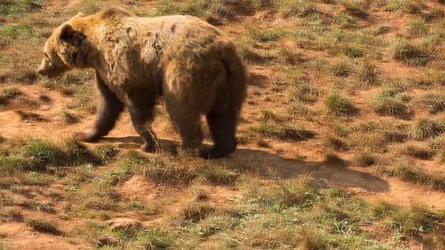 Девушка услышала плачь из леса. Придя в лес по звуку, она Ужаснулась! смотреть онлайн