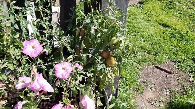 Томат Перцевидный крепыш, напоминает мне Петрушу огородника. Обзор томатов по сортам на 6.08.21 смотреть онлайн