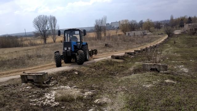 Как высаживать крымские сосны.