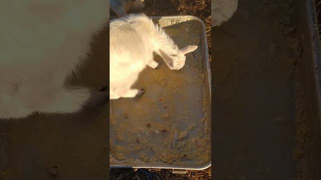 Как вкуснее есть кашу) The tastiest way to eat porridge.