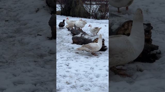 Всем привет 👋🏼 у нас снова всё тает, когда же весна придет, надоело, туда сюда мороз гоняет😄